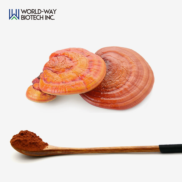 Best Reishi Spore Powder Best Reishi Spore Powder